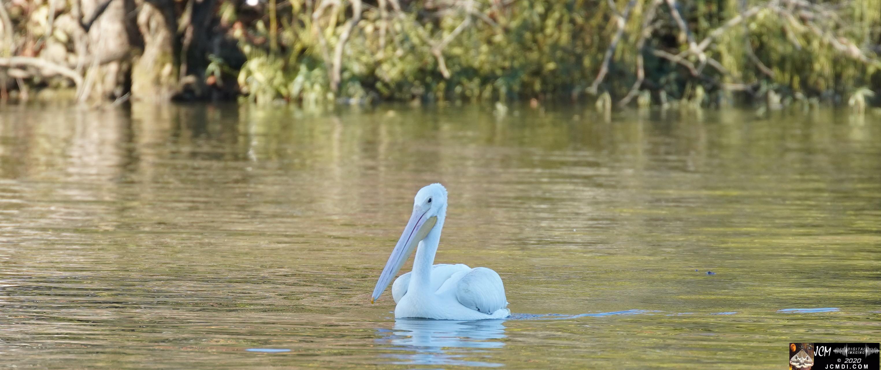 20201030 Old Hickory Lake TN Pelicans